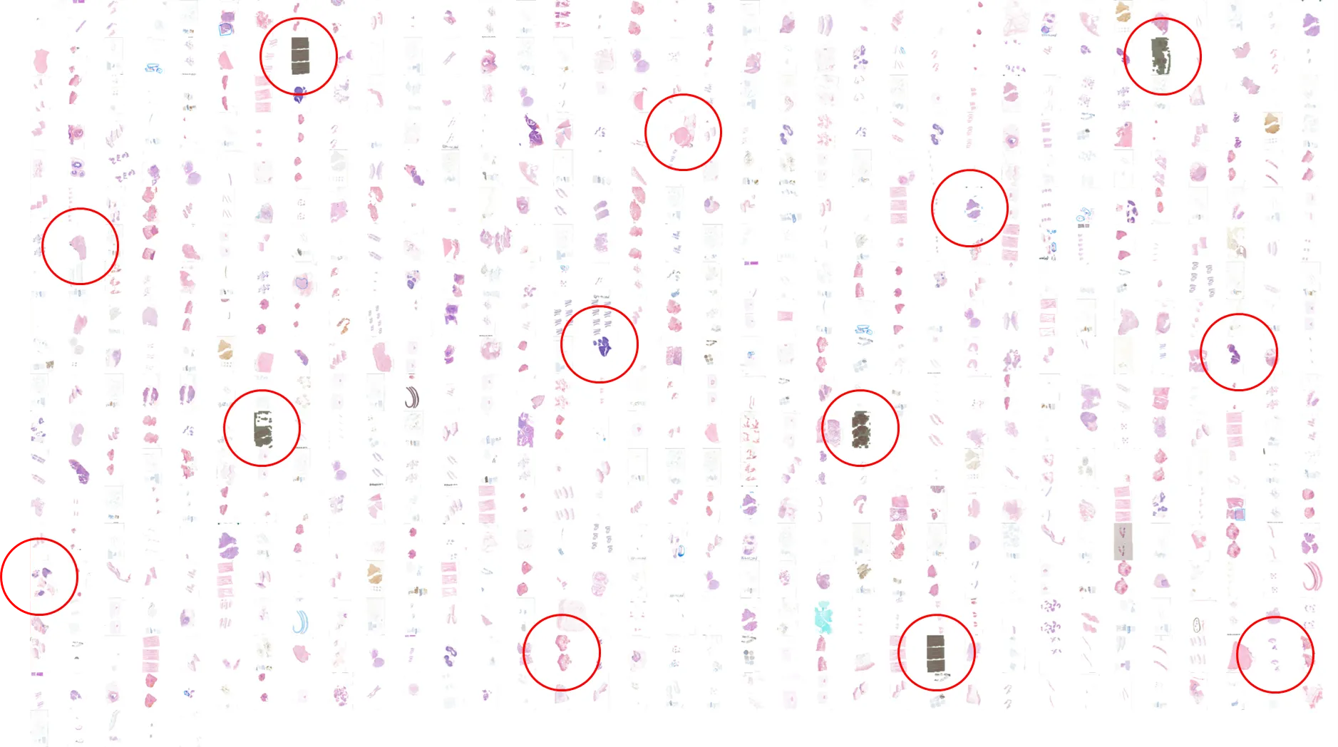 Overview of hundreds of digital histology slides with some problematic cases identified and flagged by AiosynQC’s automated quality control algorithm. Some artifacts are visible, with a few samples appearing very dark due to white balance issues.