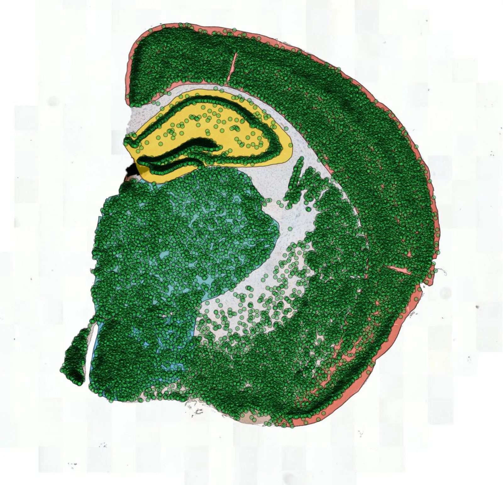 A whole brain section with every detected neuron marked in green, inside the delineated regions.