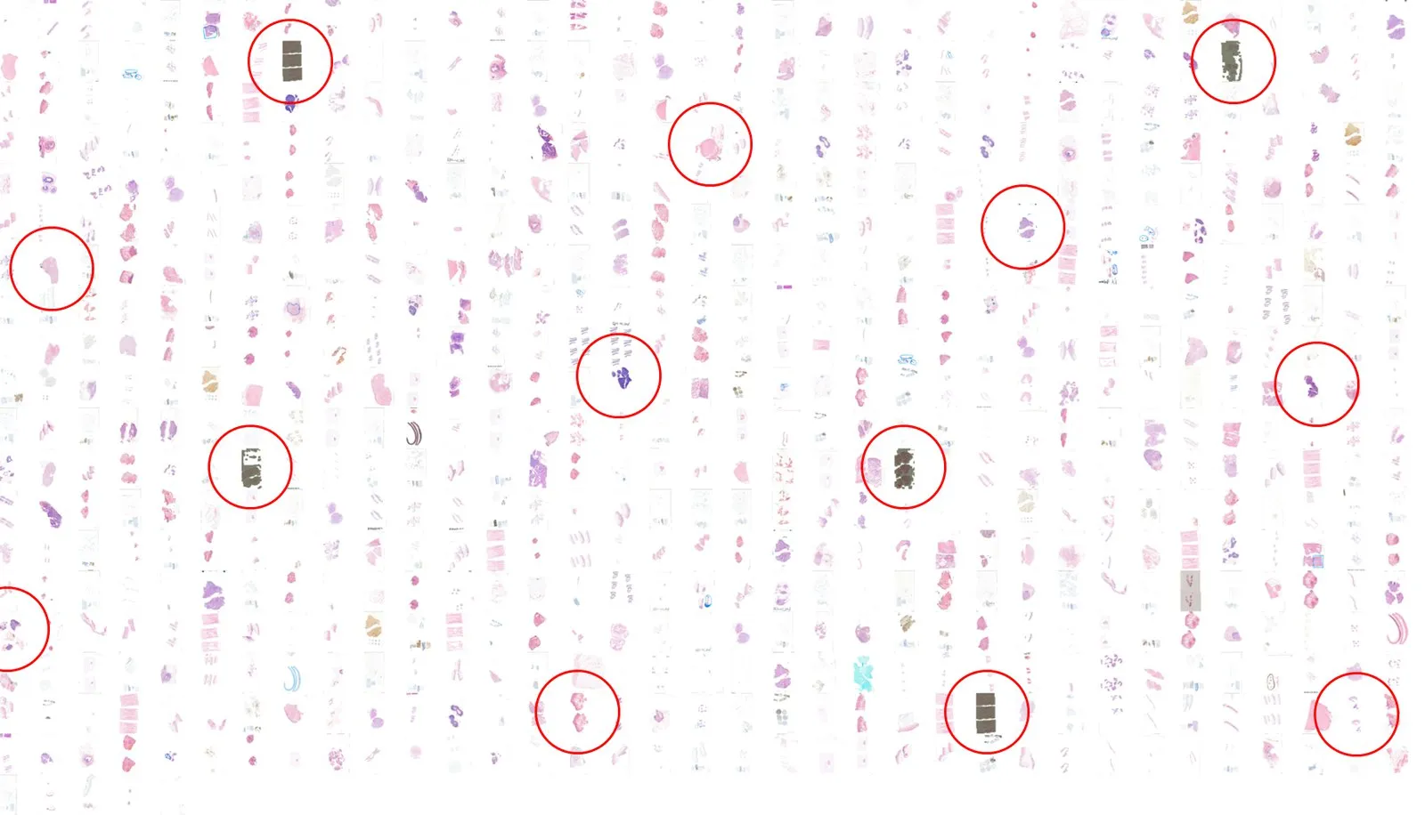A whole-slide overview as AiosynQC assesses it, with flagged regions marked.